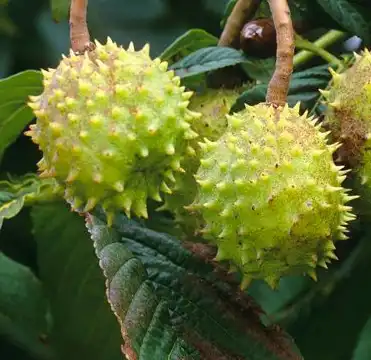 aesculus chinensis bge