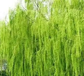 salix alba l.