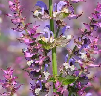 salvia sclarea l