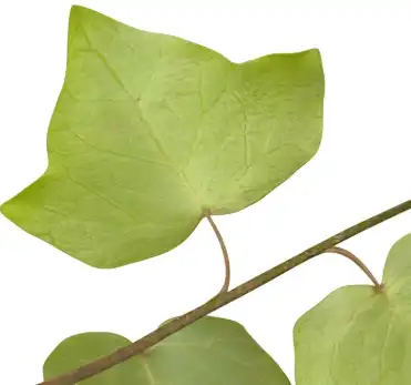 ivy leaf