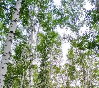 betula platyphylla suk.