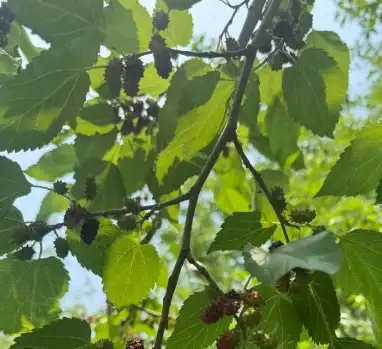 mulberry leaf