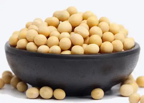 soybean