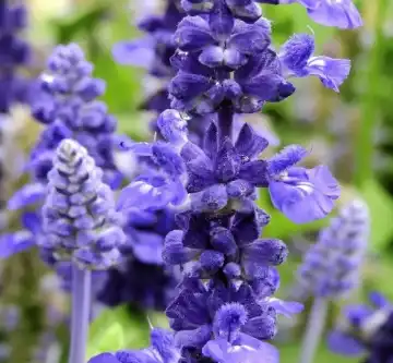 salvia sclarea l