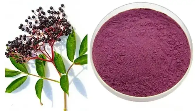 black elderberry extract powder black elderberry extract powder
