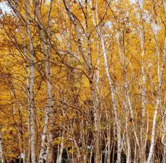 betula platyphylla suk.