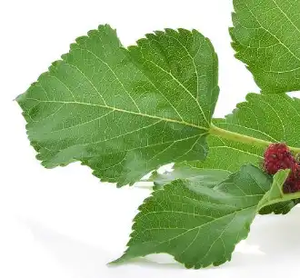 mulberry leaf mulberry leaf