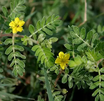 tribulus terrestris