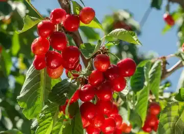 acerola cherry fruit acerola cherry fruit