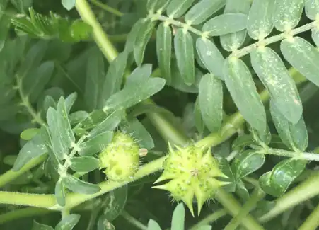 tribulus terrestris saponin