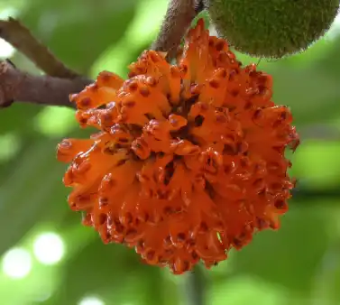 broussonetia