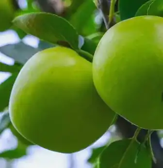 apple