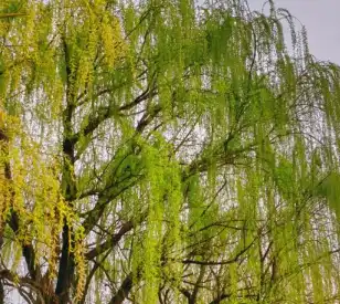 Salix alba L. Salix alba L.