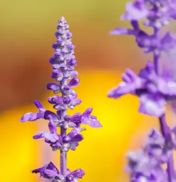 Salvia sclarea L