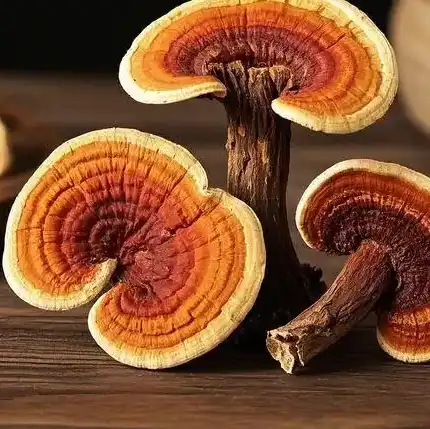 reishi mushroom