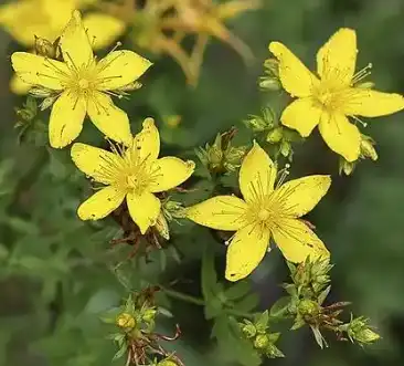  hypericum perforatum
