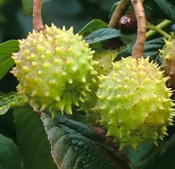 Aesculus chinensis Bge