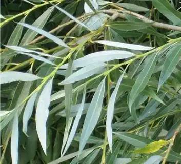 Salix alba L. Salix alba L.
