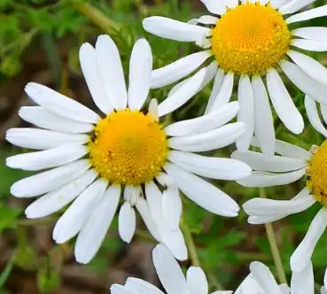 Matricaria chamomilla L