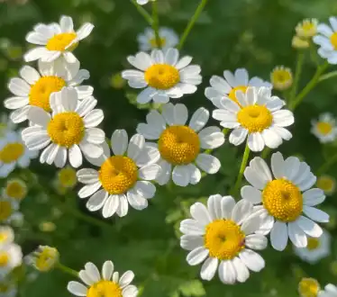 Matricaria chamomilla L.
