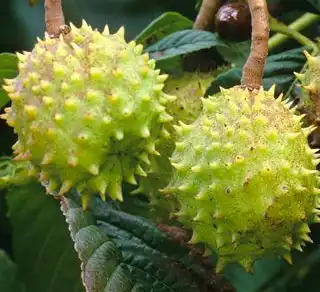 Aesculus chinensis Bge