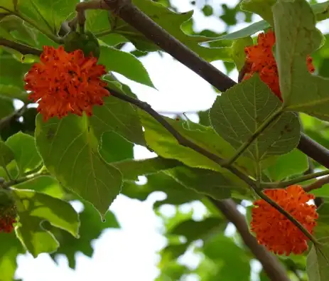 broussonetia papyrifera