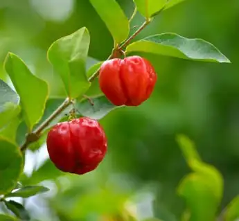 acerola cherry